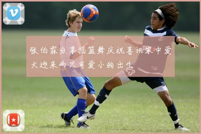 张伯霖分享摇篮舞庆祝喜讯家中爱犬迎来两只可爱小狗出生